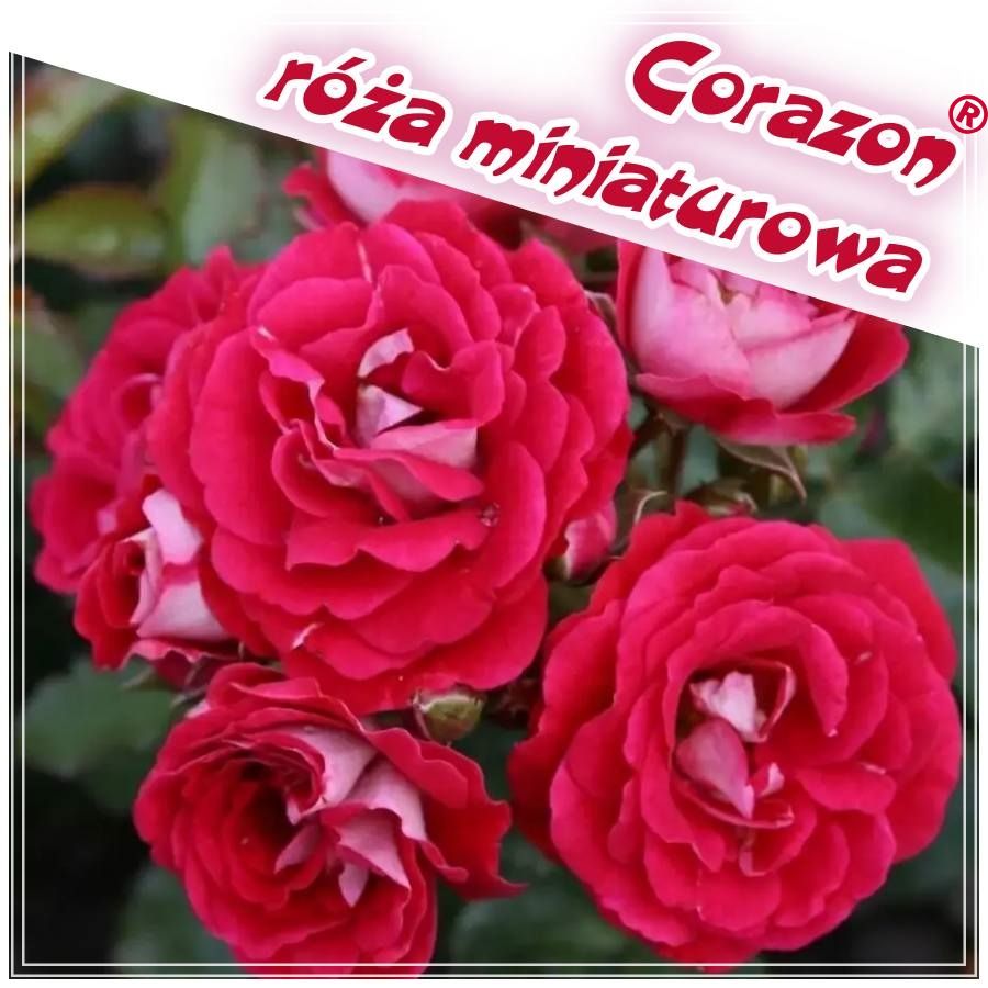 Corazon róże miniaturowe